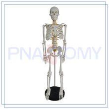 PNT-0106a heißes Verkaufsklassiker 85cm Nerv Skelettmodell